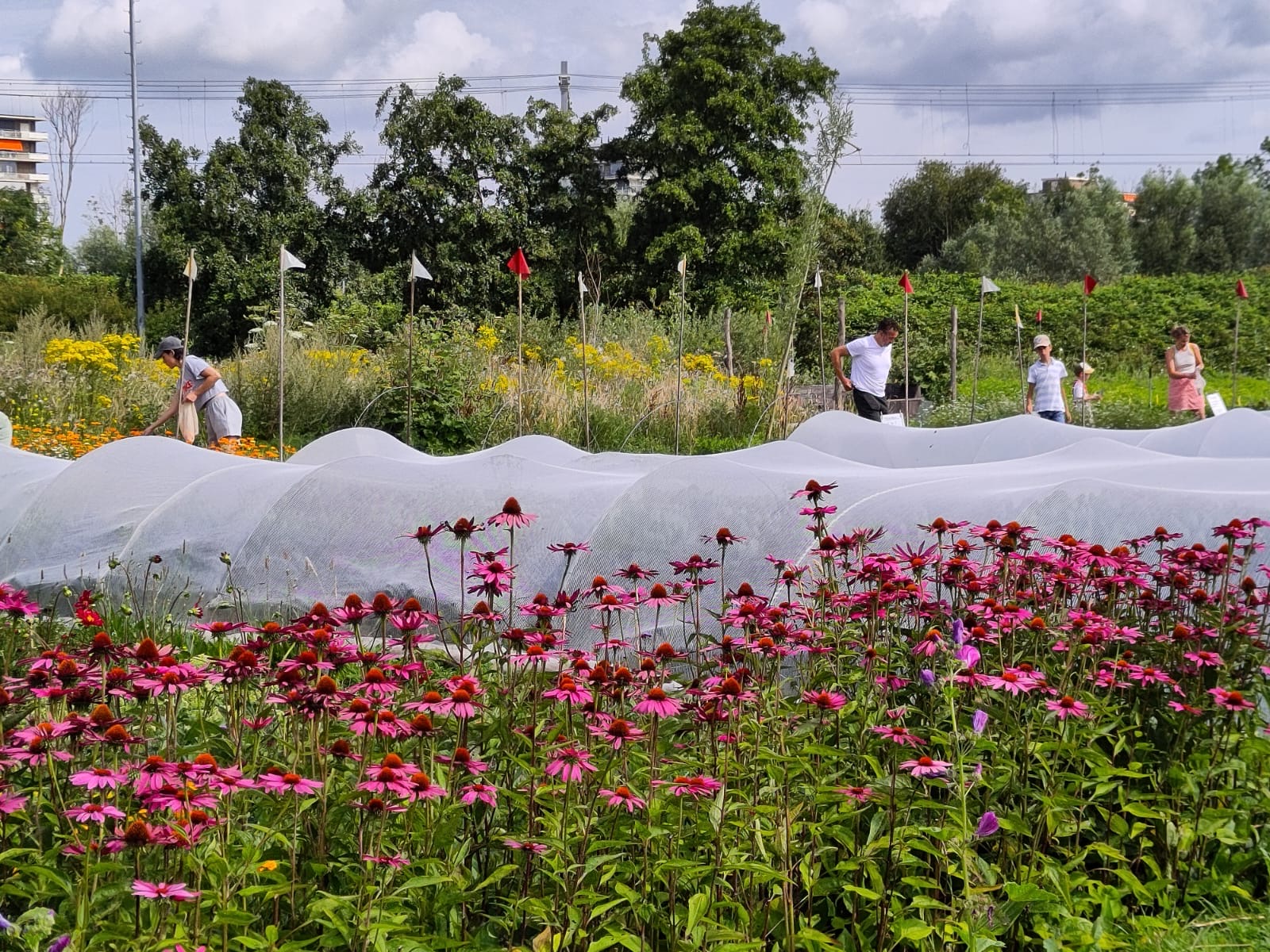 Meerdere oogstgenoten oogsten hun groentes direct van het land